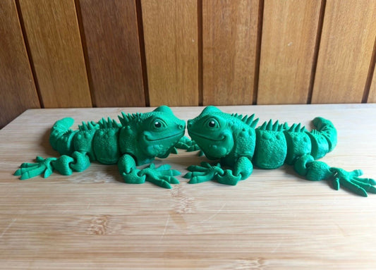 Large Iguana